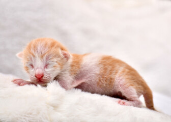 Newborn kitten sleeping in a plain white background.