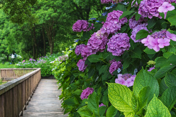 紫陽花と遊歩道