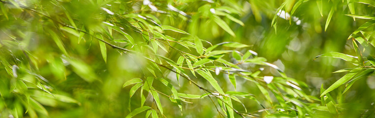 ワイド幅撮影した春の竹林の全景の風景