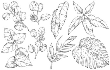 Set with leaves. Botanical illustration. Foliage, monstera, eucalyptus. Floral set. Black and white