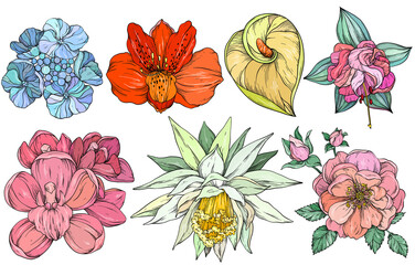 Collection of colorful flowers, vector illustration - 422011121