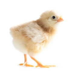 cute 1 day old chicken, isolated