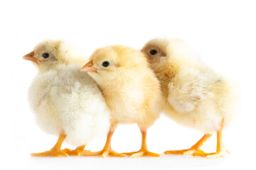 mini trio,group of 1 day old chickens on white background