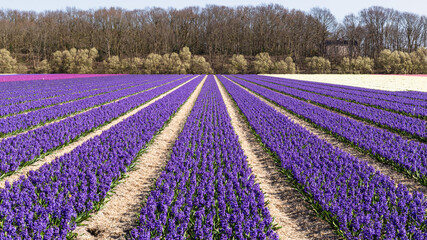 Fototapeta na wymiar Colorful hyacinths in bloom on the bulb fields in the Netherlands