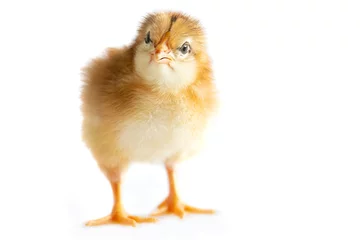 Foto op Plexiglas cute 1 day old chicken, isolated © Milan Noga reco