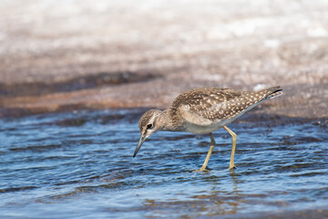 Wood sandpiper (Tringa glareola) is looking for food in shallow water