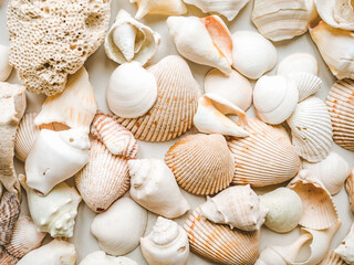 Seashells lying on the sand. Beautiful card. Close-up, view from above