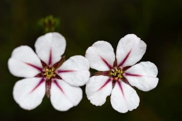 closeup of two small white fynbos flowers 