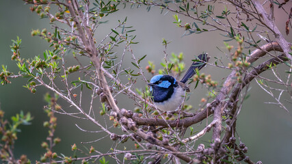 Superb Fairy Wren