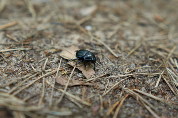Geotrupidae beetle on forest floor.