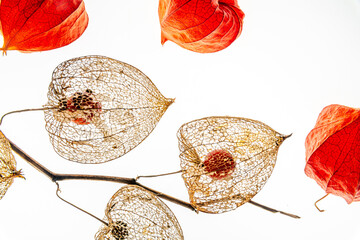 Physalis Blüte Frucht getrocknet