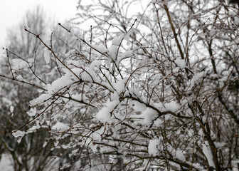 snowy branches of trees and shrubs, winter day in nature