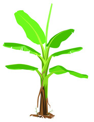 Young banana tree and withered leaves falling on the ground. on isolated white background.
