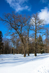 Winter landscape in a city park	