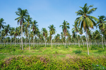 Coconut Plantations