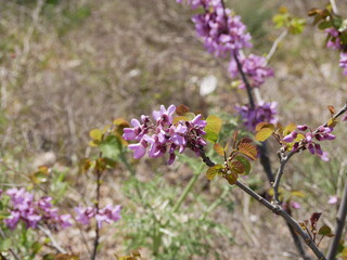 Green fresh leaves and clusters of light purple flowers of the certis tree on a sunny summer day. Raw materials for traditional medicine grow in natural conditions. The fruit of the Judas tree