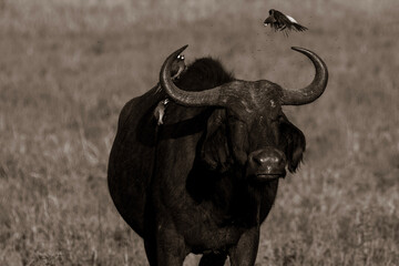 cape buffalo bull