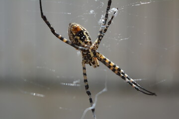 Banded Argiope. View from the side of the abdomen