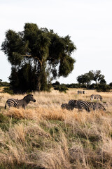 wildebeest in serengeti city