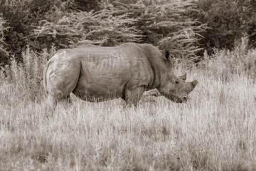 rhino in the wild