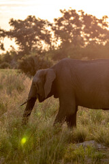 elephant at sunset