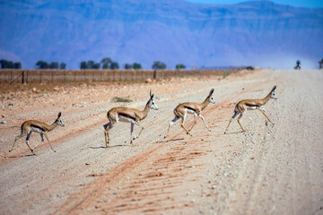 Herd of impala antelopes cross the road