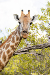 giraffe eating grass