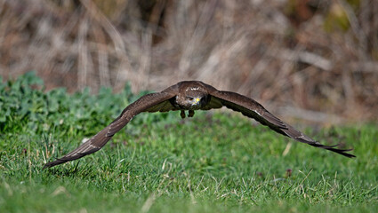 fliegender Mäusebussard (Buteo buteo) // flying Common Buzzard (Buteo buteo)