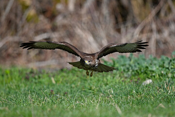 flying Common Buzzard (Buteo buteo) // fliegender Mäusebussard (Buteo buteo)