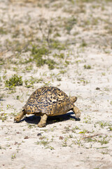 turtle on the ground