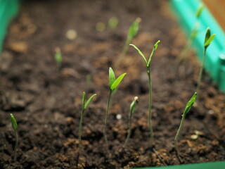 Close-up of green seedling growing out of soil