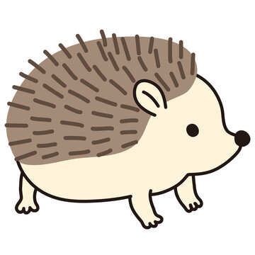 ハリネズミ Images Browse 1 142 Stock Photos Vectors And Video Adobe Stock