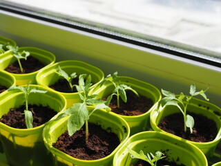 Very small sprouts from tomato seeds that sprouted in a pot on a windowsill. Shallow depth of field
