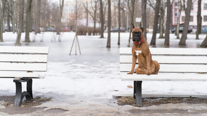 the boxer dog sits alone on a park bench during the day in winter