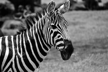 Fototapeta na wymiar zebra de cerca