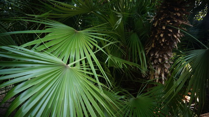 palm tree leaves