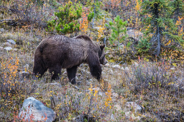Large black bear in the search for food