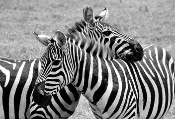 Fototapeta na wymiar dos zebras abrazandose