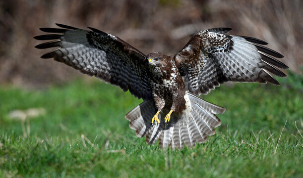 fliegender M&auml;usebussard (Buteo buteo) // flying Common Buzzard (Buteo buteo)