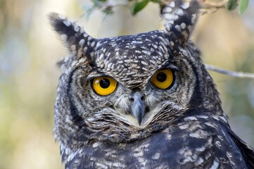 closeup of an owl with yellow eyes
