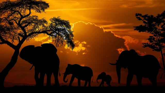 Herd of Elephants at Sunset, Time Lapse with Red Sun and Fiery Sky, Africa