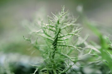 close up of green mosh