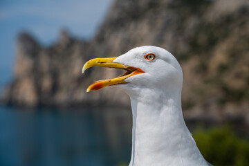 Seagull portrait against sea shore. Close up view of white bird seagull sitting by the beach.