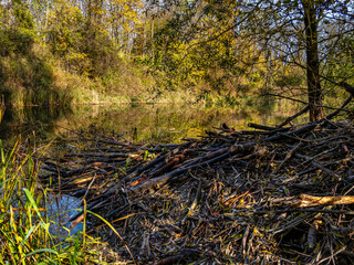 Autumnal atmosphere in the forest along the River Isar in Ismaning, Munich, Bavaria in Germany