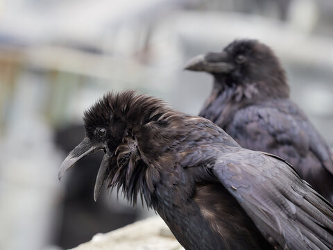 Close-up Of Two Birds