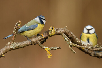 Two Bluetits (Cyanistes caeruleus) birds arguing on tree branch in the forest. 