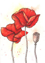 Decorative hand drawn poppy flower, design element. Can be used for cards, invitations, banners, posters, print design. Graphic and watercolor elements.