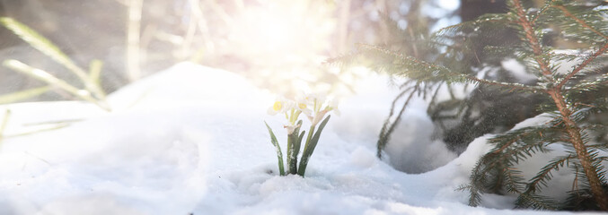 The first spring flower. Snowdrop in the forest. Spring sunny day in the forest.
