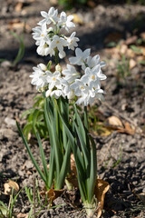 Narcissus papyraceus white, spring blooming