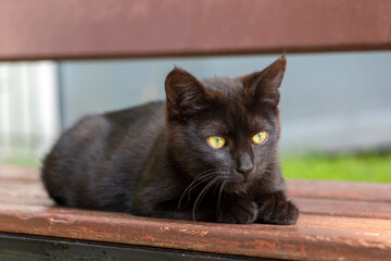 a black kitten that looks like a panther